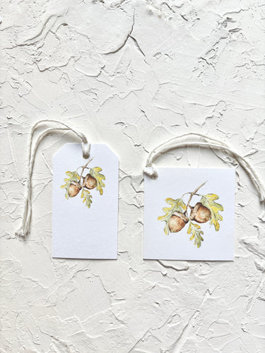 Acorn